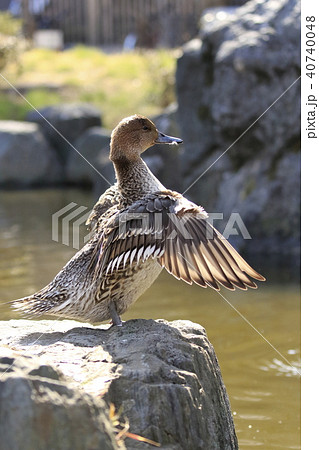 毛づくろいをするオナガガモ(メス) 毛づくろいをするオナガガモ(メス) 40740048