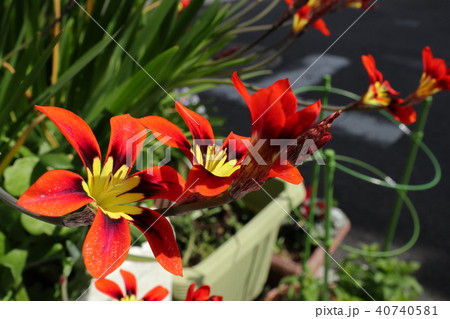 球根の花 アヤメ科 スパラキシス 花壇 大阪府枚方市の写真素材