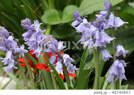 球根の花 ツリガネズイセン 釣鐘水仙 花壇 大阪府枚方市の写真素材