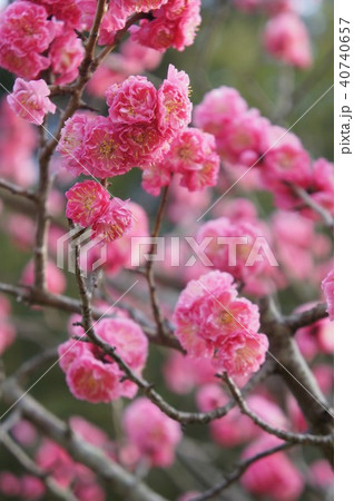 八重寒紅梅 八重寒紅梅 40740657