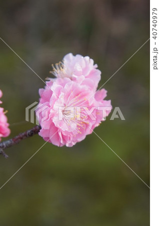 八重寒紅梅 八重寒紅梅 40740979