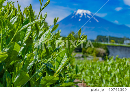 静岡県富士市 富士山と茶畑 静岡県富士市 富士山と茶畑 40741399
