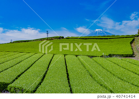 静岡県富士市　富士山と茶畑 40741414