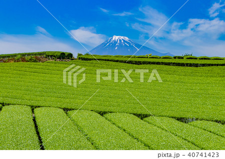 静岡県富士市　富士山と茶畑 40741423