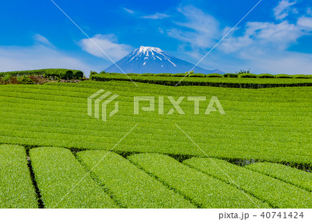 静岡県富士市　富士山と茶畑 40741424