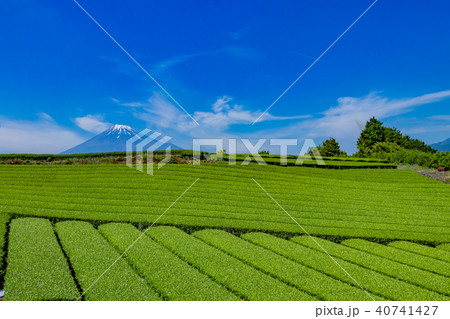 静岡県富士市　富士山と茶畑 40741427
