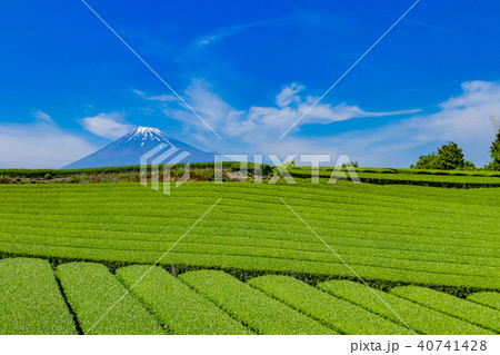静岡県富士市　富士山と茶畑 40741428