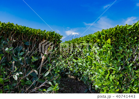 静岡県富士市　富士山と茶畑 40741443