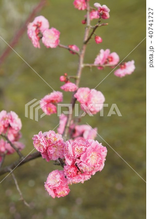 八重寒紅梅 40741727