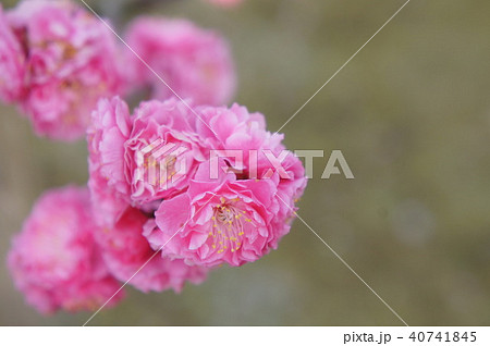 八重寒紅梅 40741845