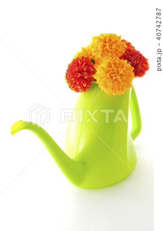 マリーゴールド~アフリカン~ マリーゴールド~アフリカン~ 40742787