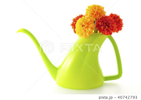 マリーゴールド～アフリカン～ 40742793