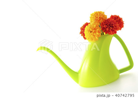 マリーゴールド～アフリカン～ 40742795