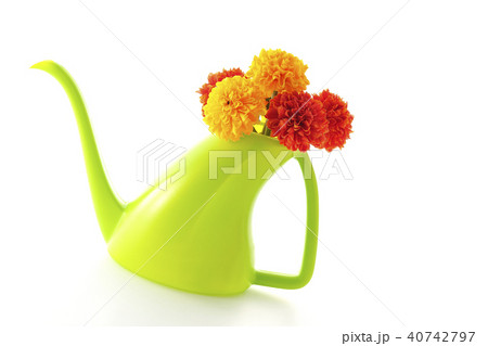 マリーゴールド～アフリカン～ 40742797