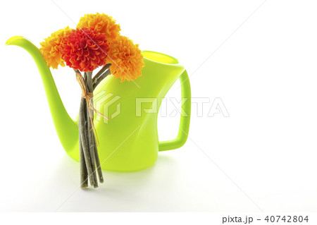 マリーゴールド~アフリカン~ マリーゴールド~アフリカン~ 40742804