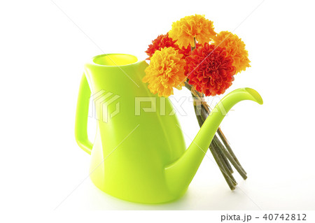 マリーゴールド~アフリカン~ マリーゴールド~アフリカン~ 40742812