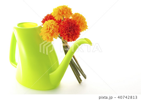 マリーゴールド～アフリカン～ 40742813