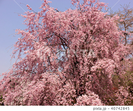 華やかな色彩の清雲寺の枝垂桜(3) 40742845