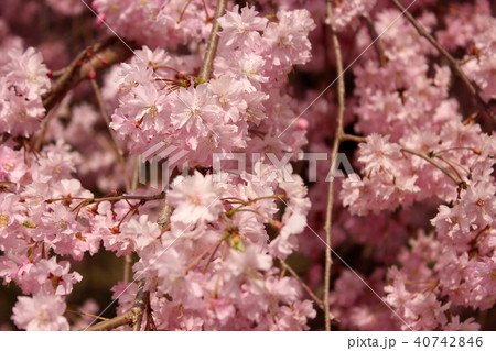 華やかな色彩の清雲寺の枝垂桜(4) 40742846