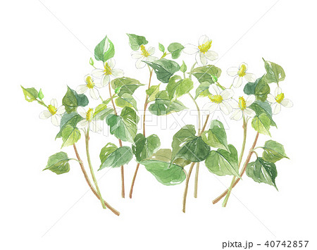 どくだみ 十薬 じゅうやく どくだみ 十薬 じゅうやく 40742857