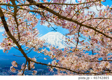 富士山　前景は桜 40742865