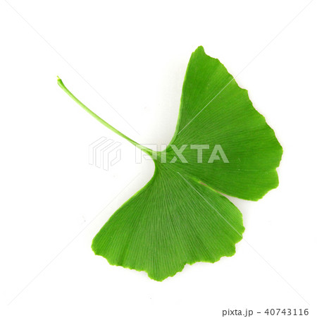 Ginkgo leaf isolated on white background Ginkgo leaf isolated on white background 40743116