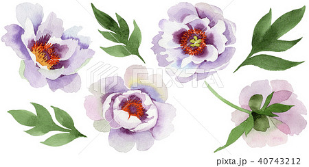 Gently pink peonies. Floral botanical flower. Wild spring leaf wildflower isolated. 40743212