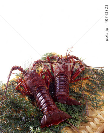 伊勢海老 Ise-Ebi : Japanese spiny lobster 伊勢海老 Ise-Ebi : Japanese spiny lobster 40743323