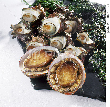アワビ・サザエ (abalone and turban shell) 40743324