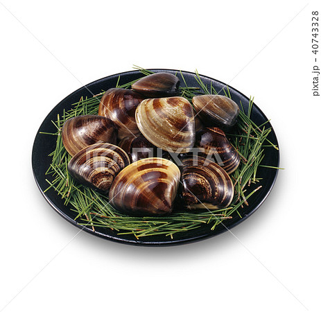 活ハマグリ　clam 40743328
