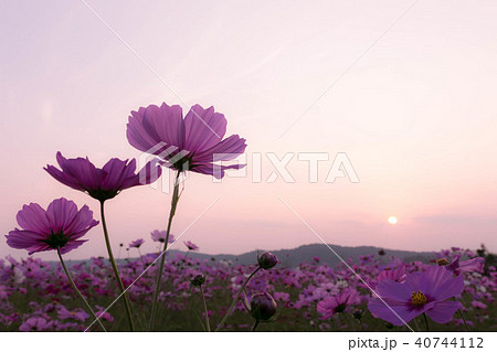 コスモス 40744112