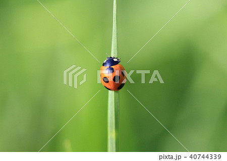 てんとう虫 40744339