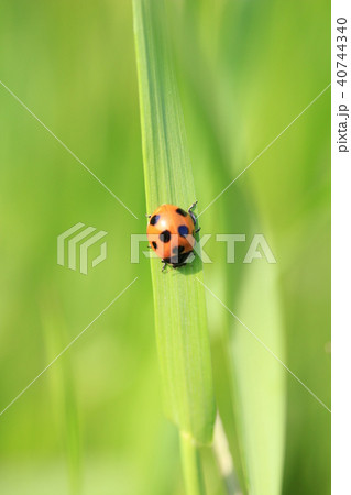 てんとう虫 40744340