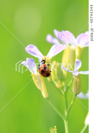 てんとう虫 40744344