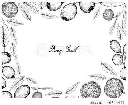 Bayberry and Cleistocalyx Operculatus Fruits Bayberry and Cleistocalyx Operculatus Fruits 40744491