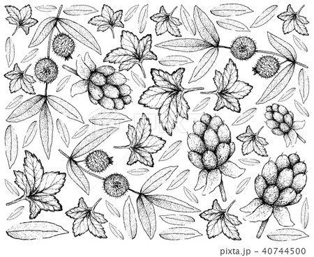 Cloudberry and Cabeludinha Fruits 40744500