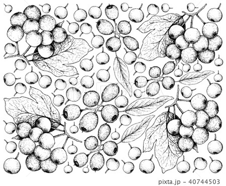 Cleistocalyx Operculatus and Arrowwood Berries 40744503