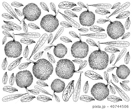 Hand Drawn of Bayberry Fruits on White Background Hand Drawn of Bayberry Fruits on White Background 40744506