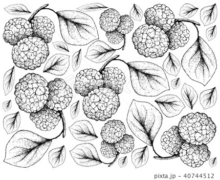 Hand Drawn of Chinese Mulberries on White Backgrou 40744512
