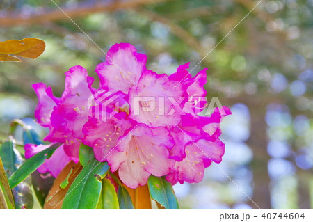 シャクナゲ　花 40744604