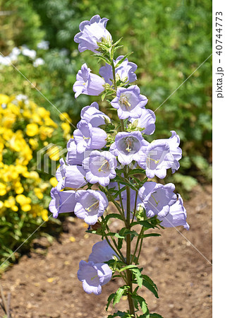カンパニュラ 釣鐘草 の写真素材