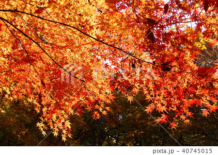 秋の印象 40745015