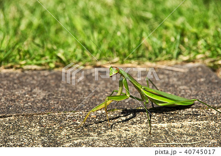 カマキリ 40745017