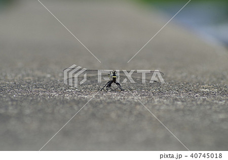 コオニヤンマ 40745018