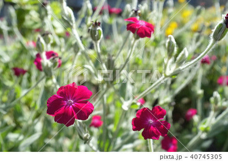 スイセンノウ 40745305