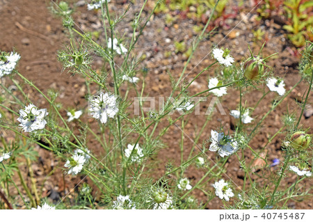 クロタネソウ(黒種草) クロタネソウ(黒種草) 40745487