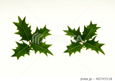 十文字のヒイラギ 40745518