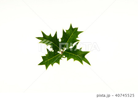 十文字のヒイラギ 40745525