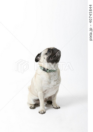 パグ パグ 40745844