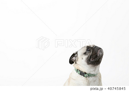 パグ パグ 40745845
